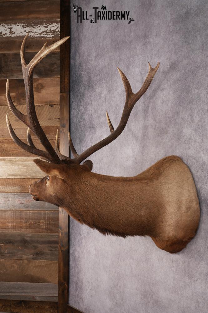 Elk Shoulder Mount SKU 2859 - Image 6
