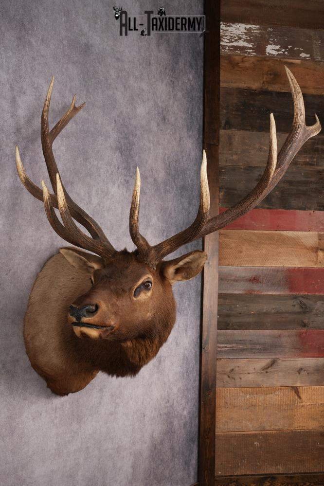 Elk Shoulder Mount SKU 2859 - Image 5