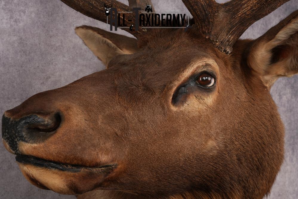 Elk Shoulder Mount SKU 2859 - Image 4