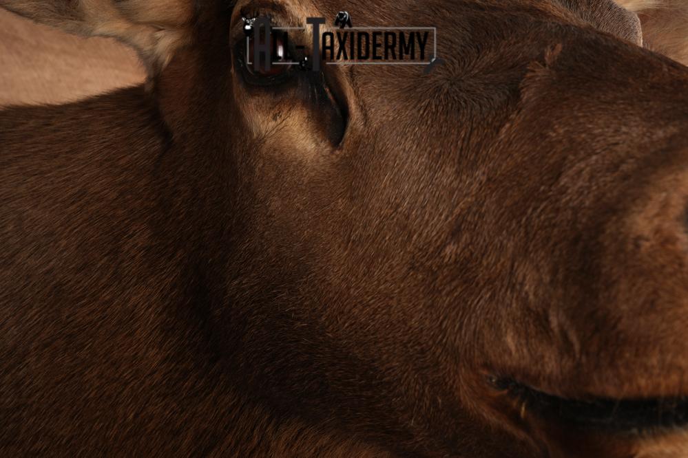 Elk Shoulder Mount SKU 2859 - Image 3