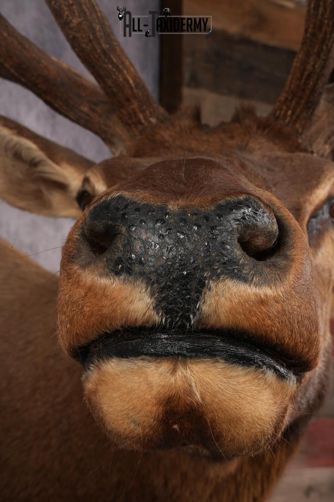 Elk Shoulder Mount SKU 2859 - Image 2