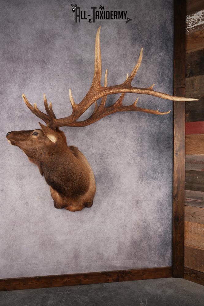 Elk Shoulder Mount SKU 2864