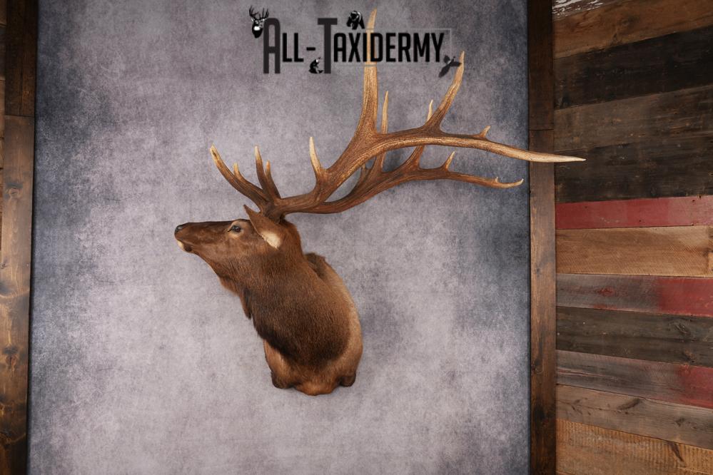 Elk Shoulder Mount SKU 2864 - Image 9