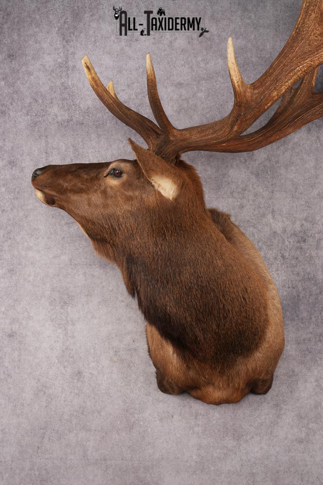 Elk Shoulder Mount SKU 2864 - Image 8