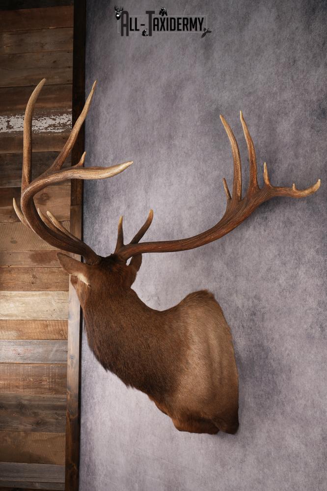 Elk Shoulder Mount SKU 2864 - Image 7