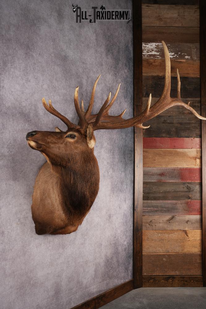 Elk Shoulder Mount SKU 2864 - Image 6