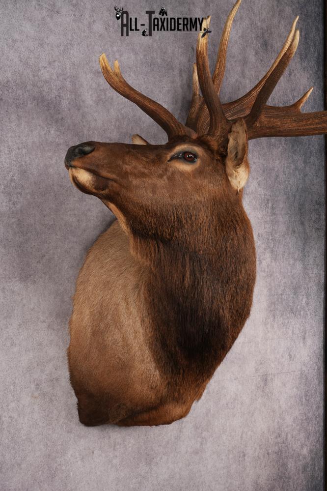 Elk Shoulder Mount SKU 2864 - Image 5