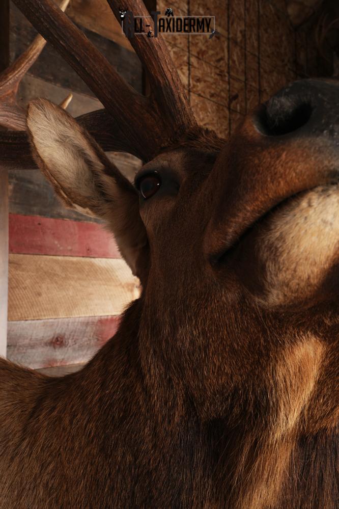 Elk Shoulder Mount SKU 2864 - Image 4