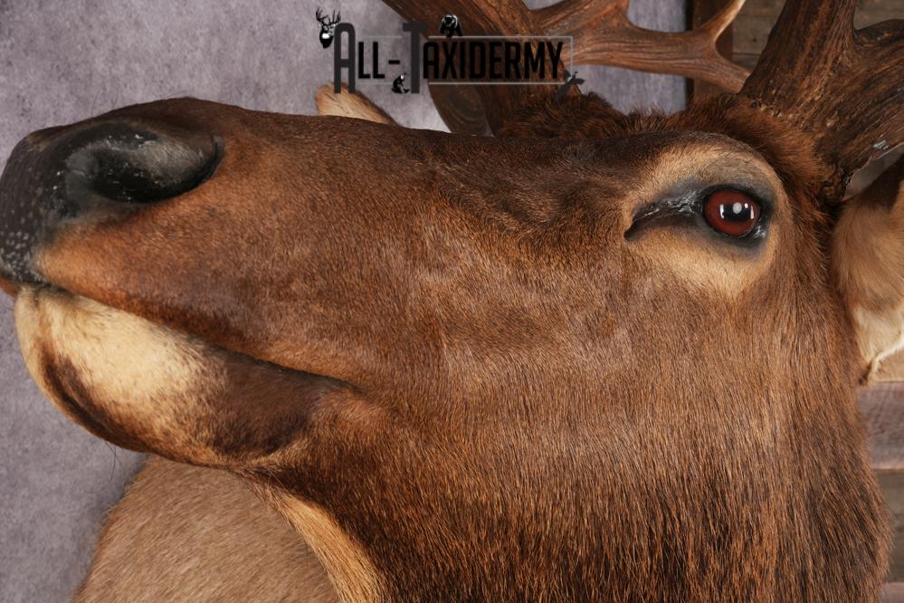 Elk Shoulder Mount SKU 2864 - Image 3