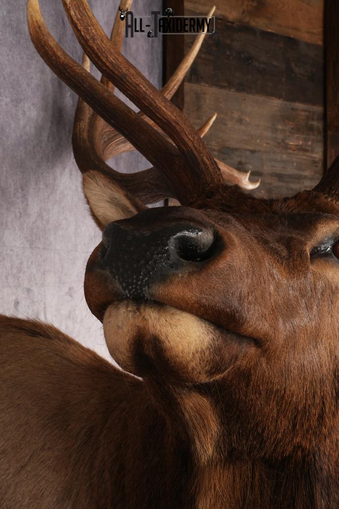 Elk Shoulder Mount SKU 2864 - Image 2