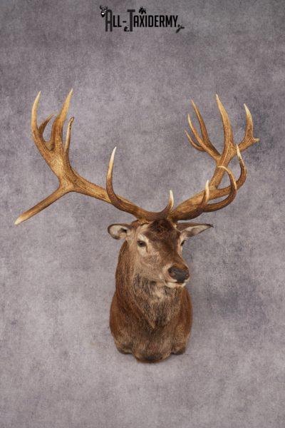 Stag Taxidermy Shoulder Mount SKU 2889