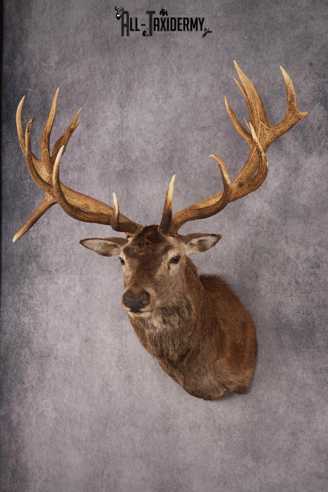 Stag Taxidermy Shoulder Mount SKU 2889 - Image 8