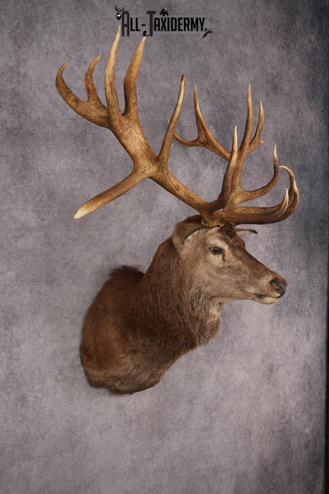 Stag Taxidermy Shoulder Mount SKU 2889 - Image 7