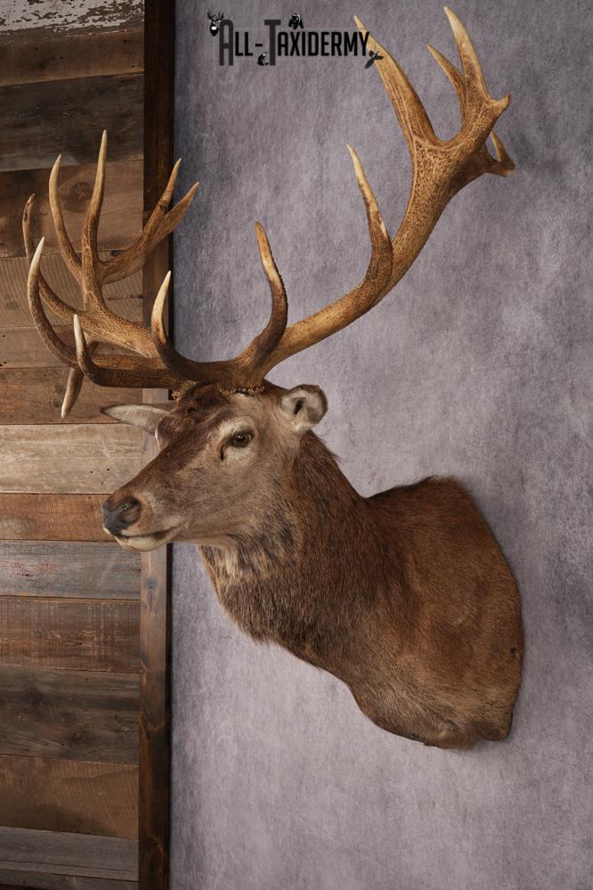 Stag Taxidermy Shoulder Mount SKU 2889 - Image 5