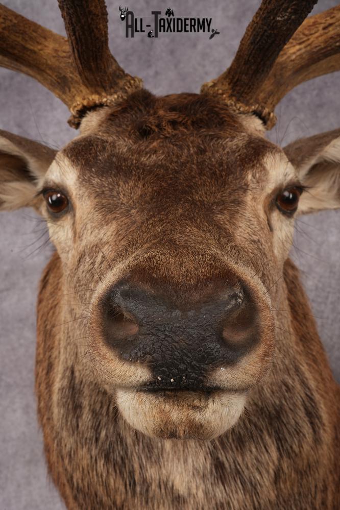 Stag Taxidermy Shoulder Mount SKU 2889 - Image 4