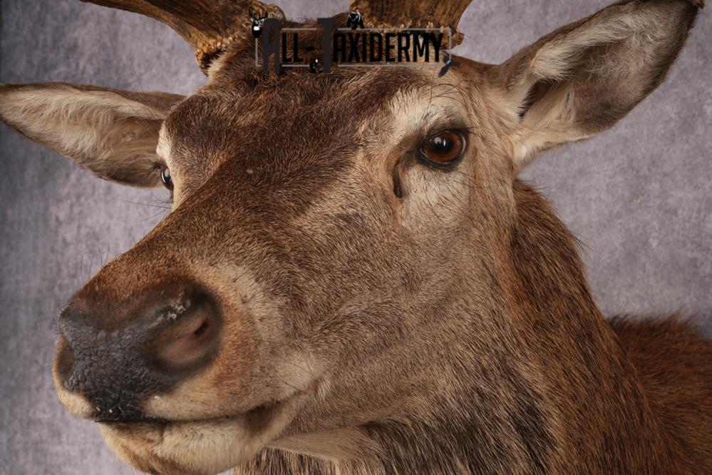 Stag Taxidermy Shoulder Mount SKU 2889 - Image 3