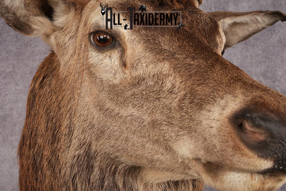 Stag Taxidermy Shoulder Mount SKU 2889 - Image 2