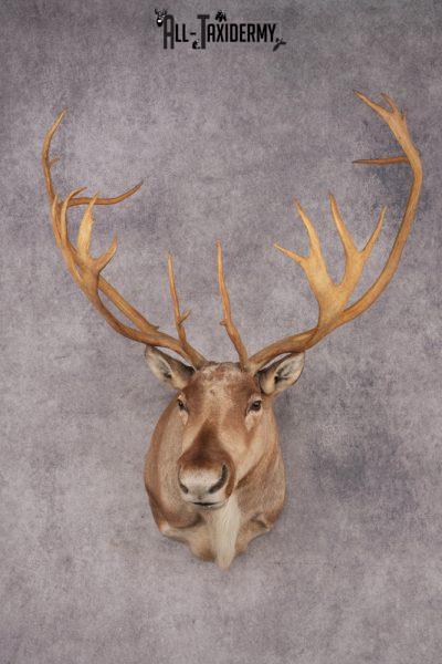 Caribou Taxidermy
