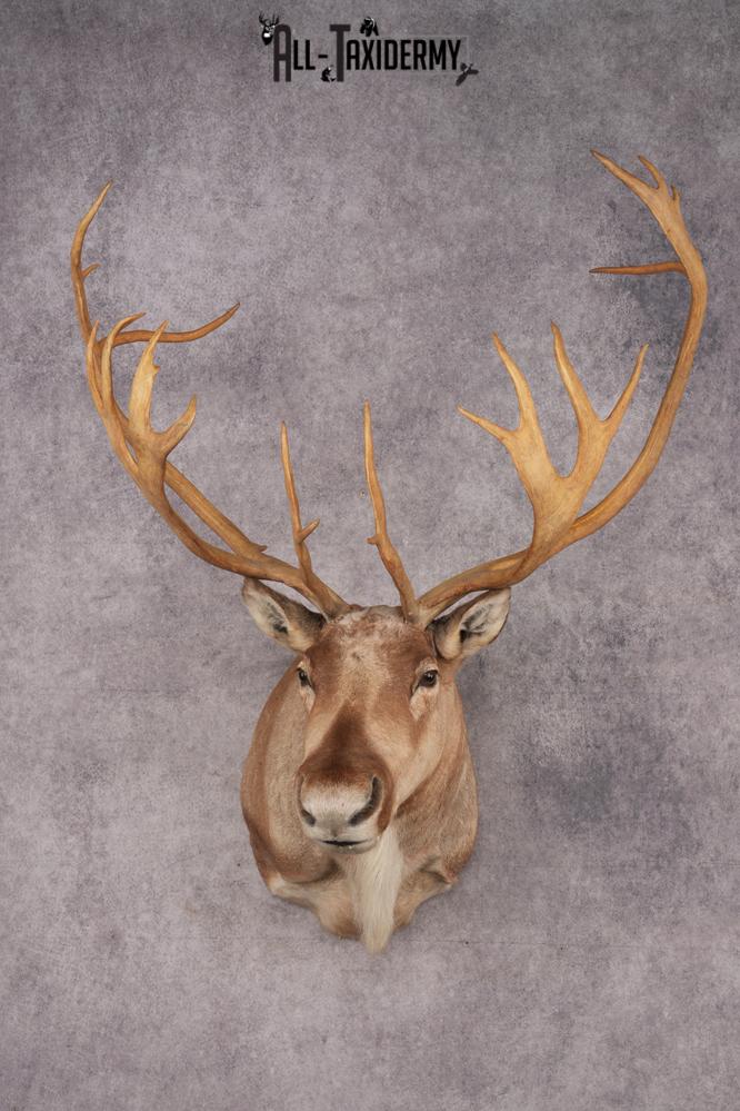 Caribou Taxidermy
