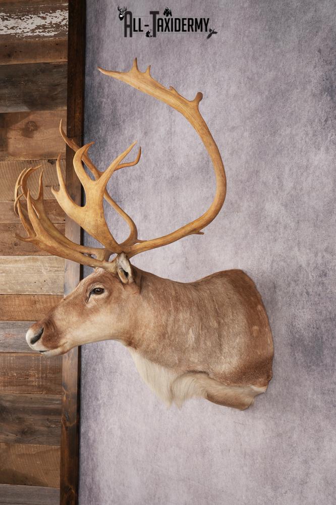 Boreal Woodland Caribou Shoulder Mount SKU 2894 - Image 8