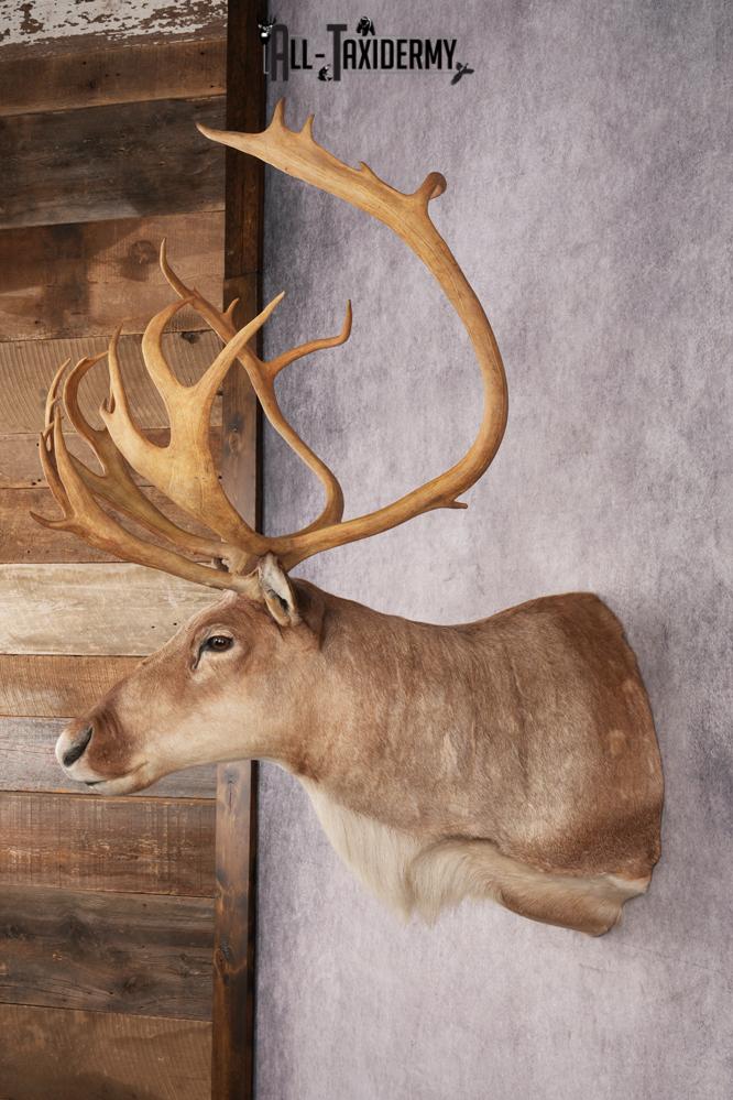 Boreal Woodland Caribou Shoulder Mount SKU 2894 - Image 7