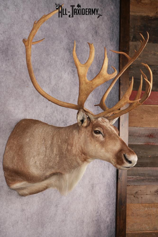 Boreal Woodland Caribou Shoulder Mount SKU 2894 - Image 6