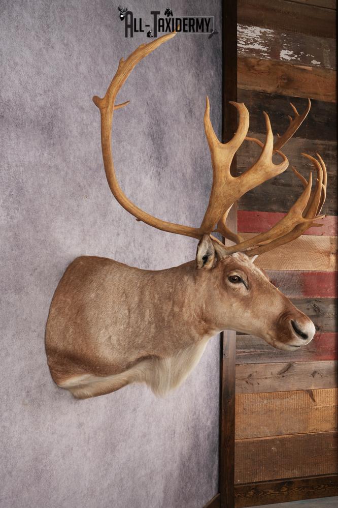Boreal Woodland Caribou Shoulder Mount SKU 2894 - Image 5