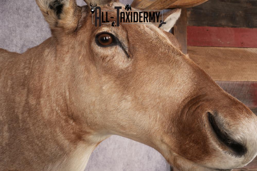 Boreal Woodland Caribou Shoulder Mount SKU 2894 - Image 4