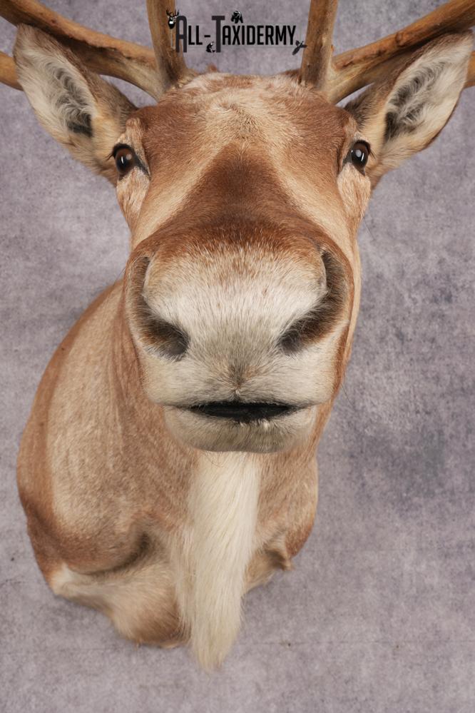 Boreal Woodland Caribou Shoulder Mount SKU 2894 - Image 2