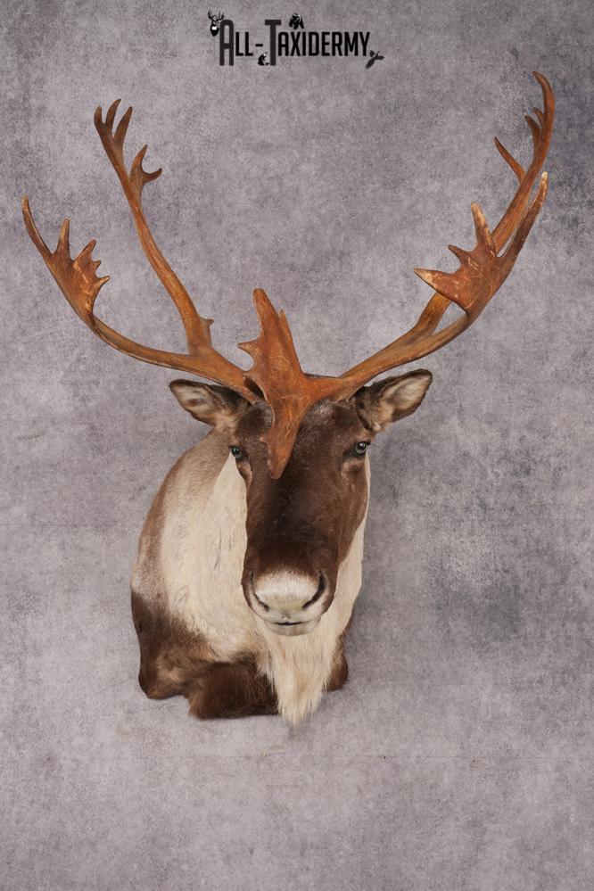 Barren Ground Caribou Shoulder Mount SKU 2892