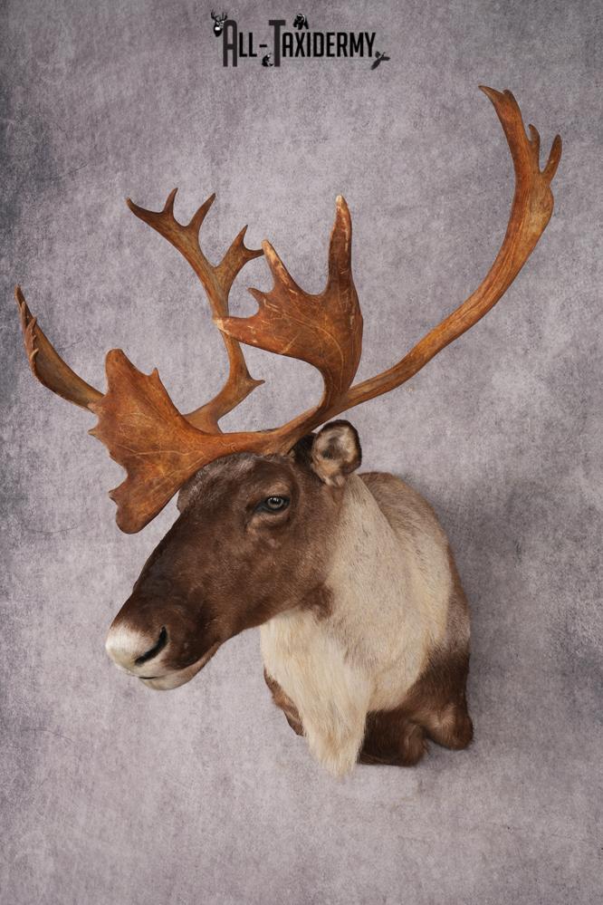 Reindeer Taxidermy