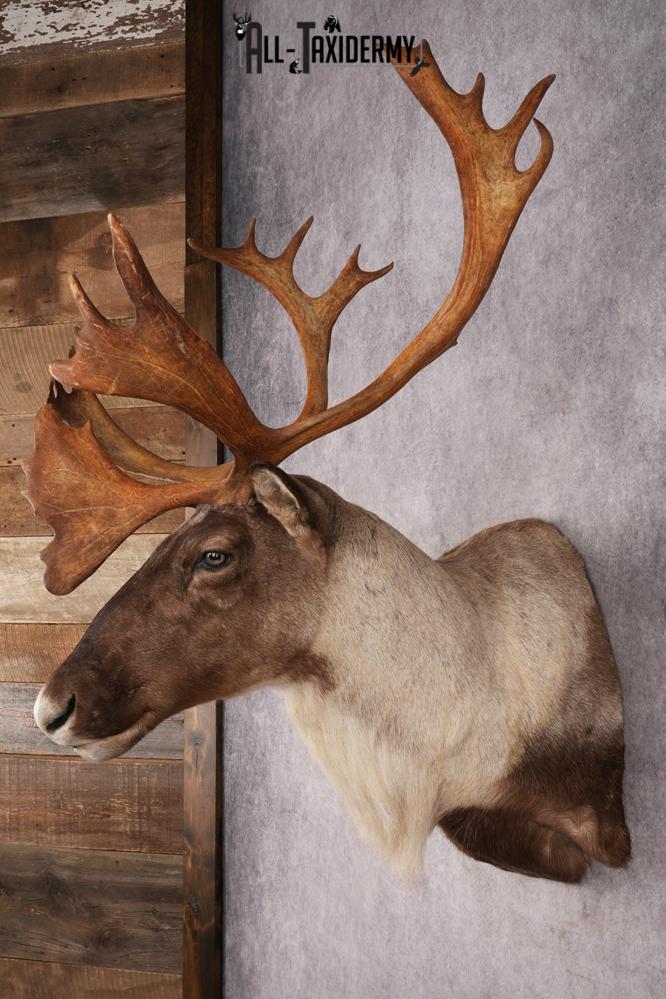 Barren Ground Caribou Shoulder Mount SKU 2892 - Image 8
