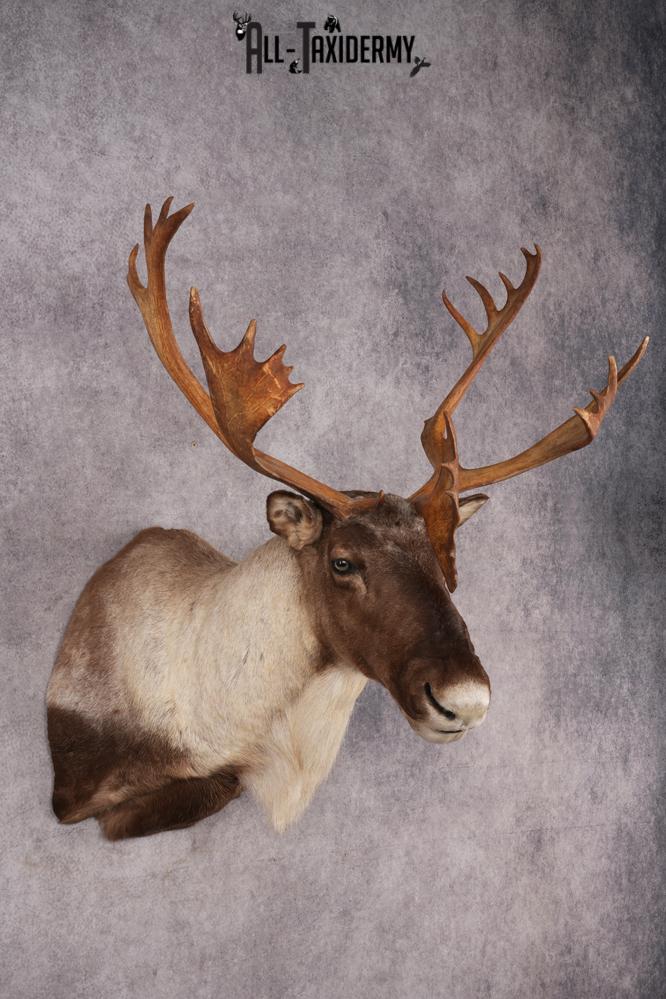 Barren Ground Caribou Shoulder Mount SKU 2892 - Image 7