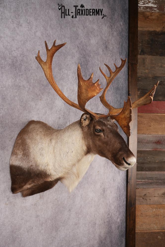 Barren Ground Caribou Shoulder Mount SKU 2892 - Image 6