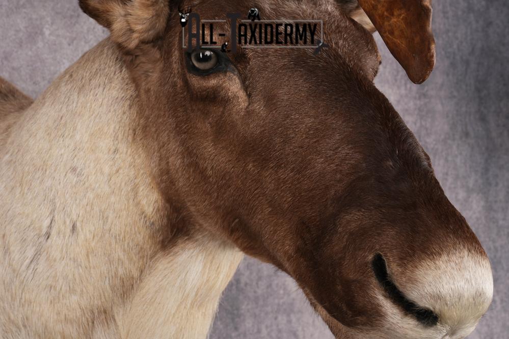 Barren Ground Caribou Shoulder Mount SKU 2892 - Image 5