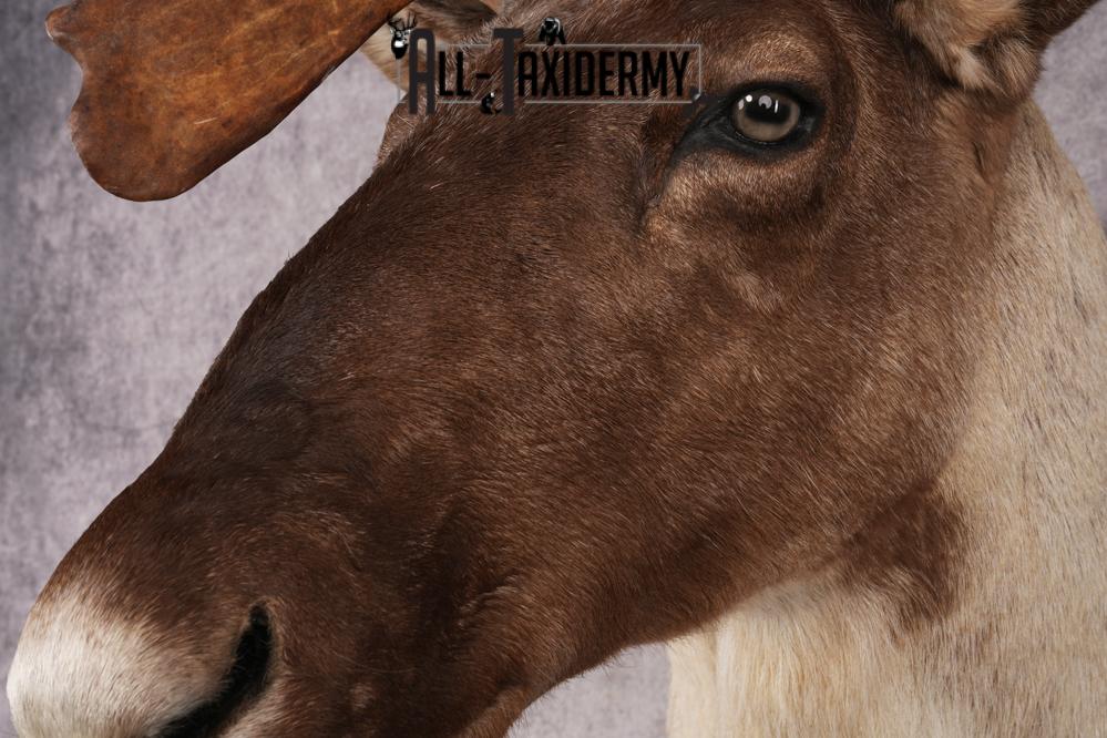 Barren Ground Caribou Shoulder Mount SKU 2892 - Image 4