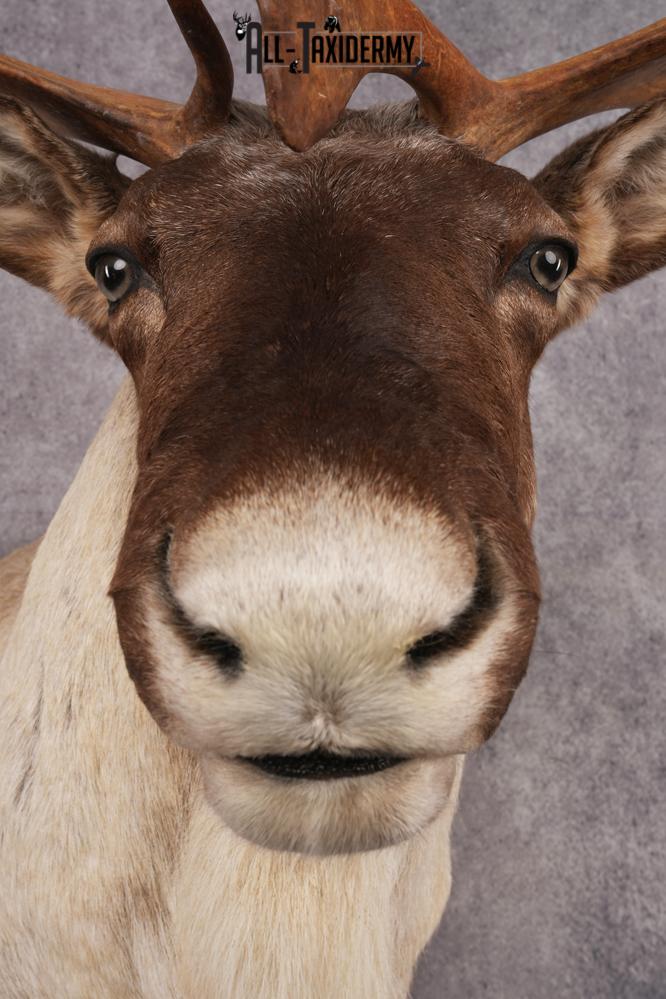 Barren Ground Caribou Shoulder Mount SKU 2892 - Image 3