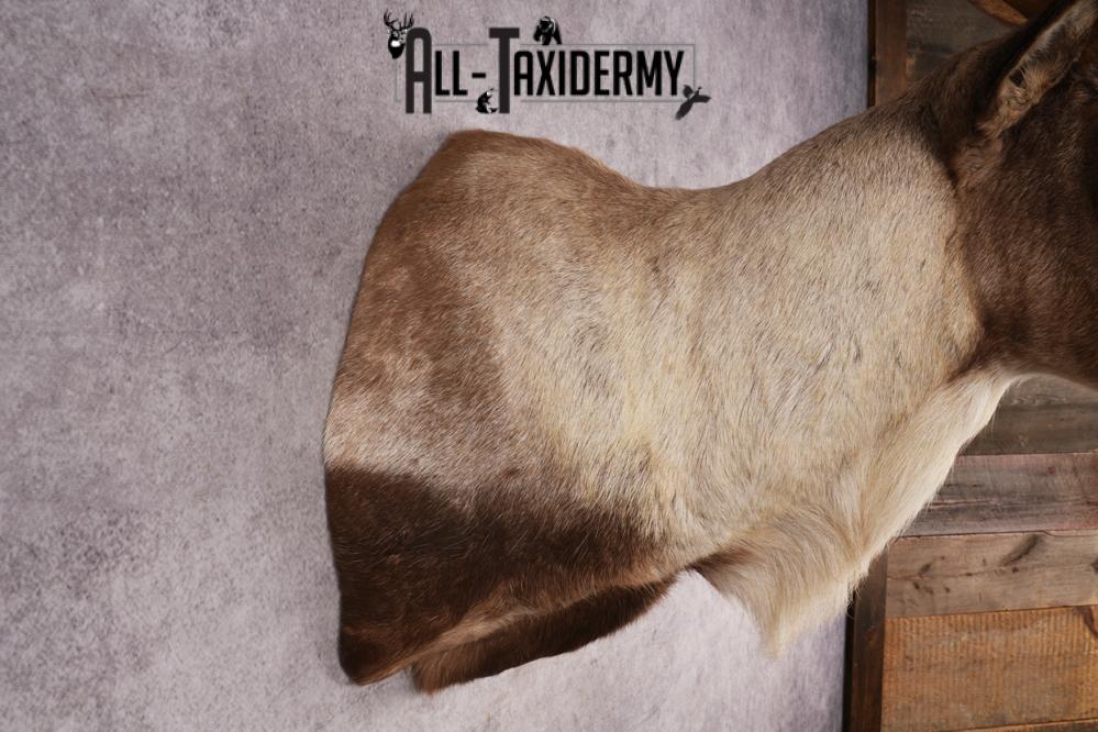 Barren Ground Caribou Shoulder Mount SKU 2892 - Image 2