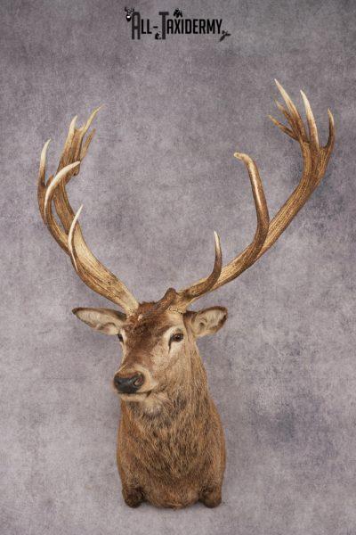 Stag Taxidermy Shoulder Mount SKU 2890