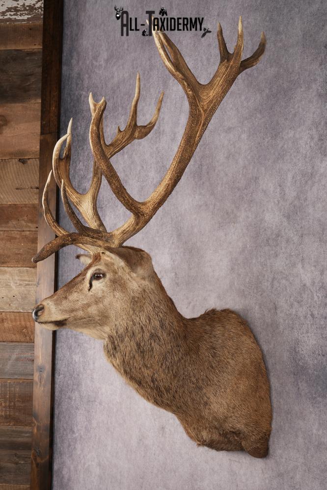 Stag Taxidermy Shoulder Mount SKU 2890 - Image 7