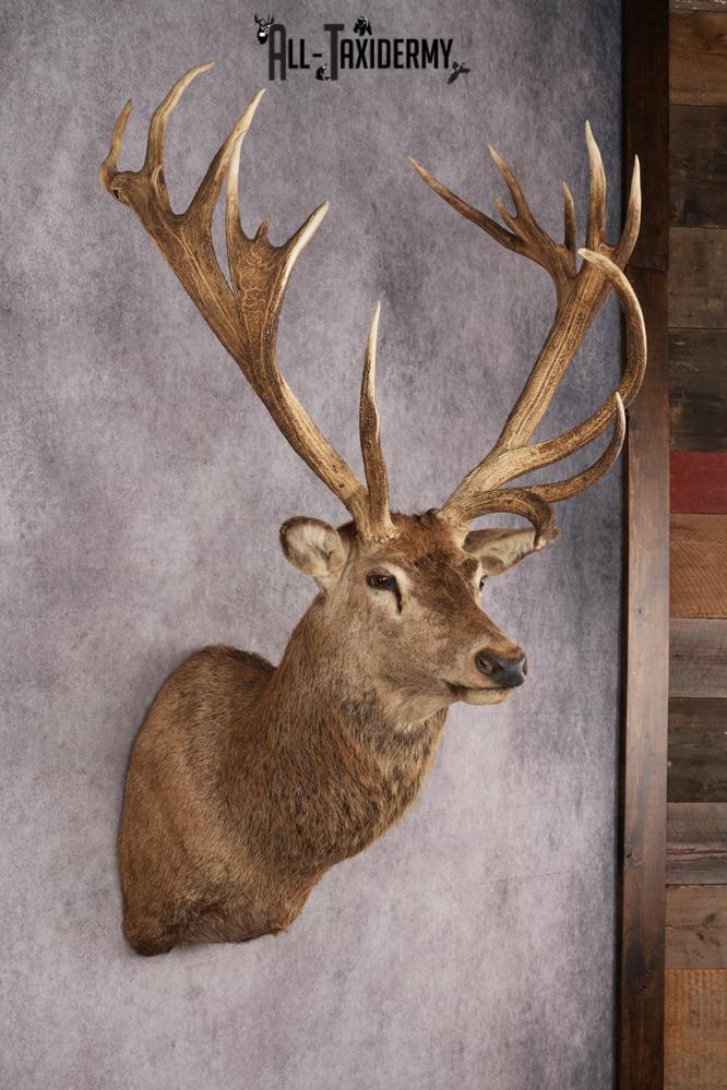 Stag Taxidermy Shoulder Mount SKU 2890 - Image 6