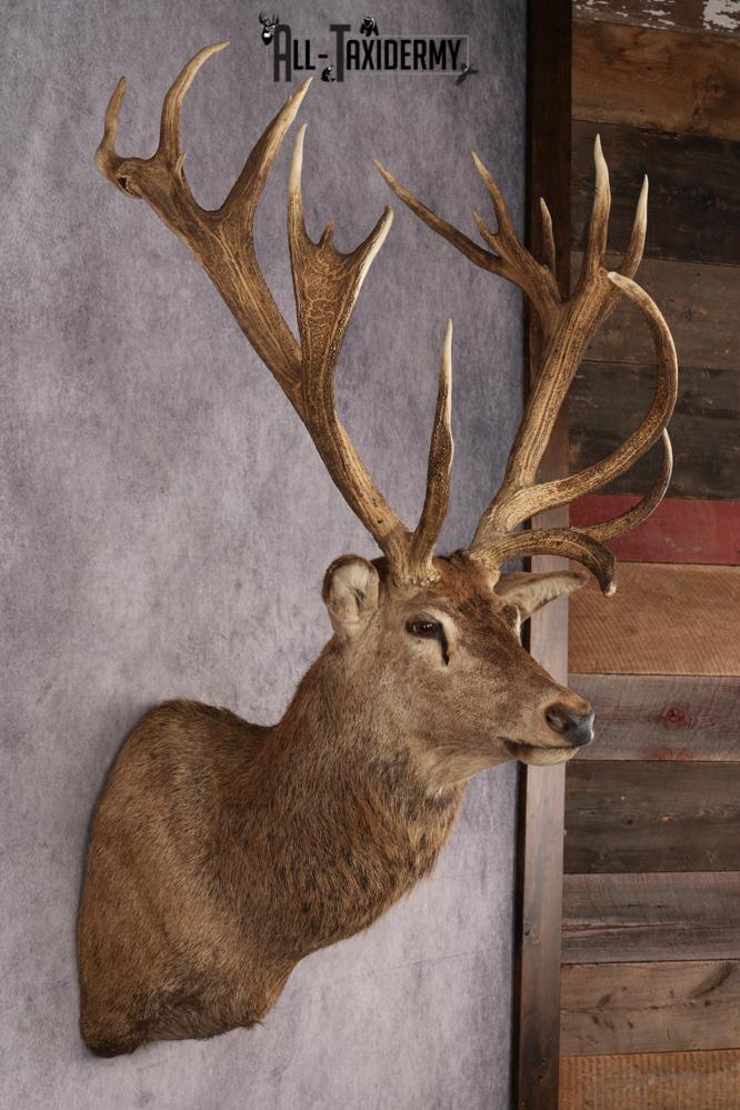 Stag Taxidermy Shoulder Mount SKU 2890 - Image 5