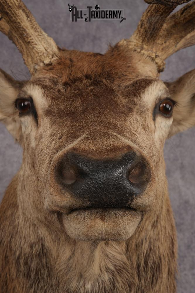 Stag Taxidermy Shoulder Mount SKU 2890 - Image 4