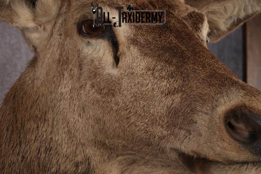 Stag Taxidermy Shoulder Mount SKU 2890 - Image 3