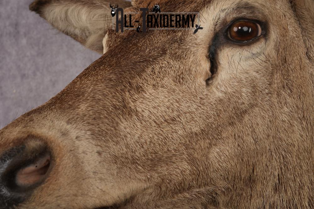 Stag Taxidermy Shoulder Mount SKU 2890 - Image 2