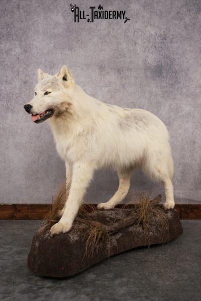 Arctic Wolf