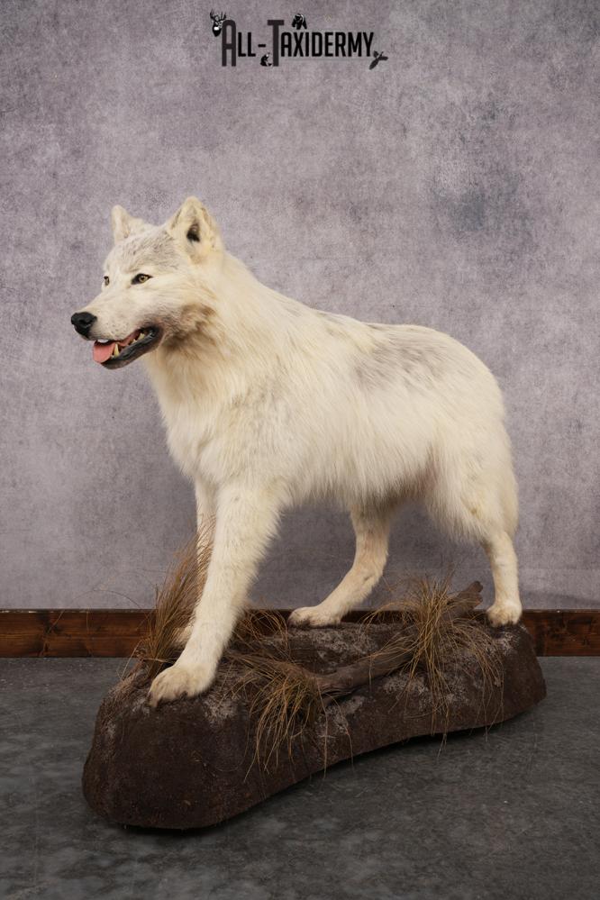 Arctic Wolf