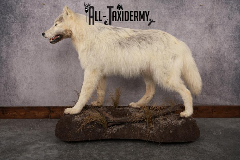 White Arctic Wolf SKU 2987 - Image 10