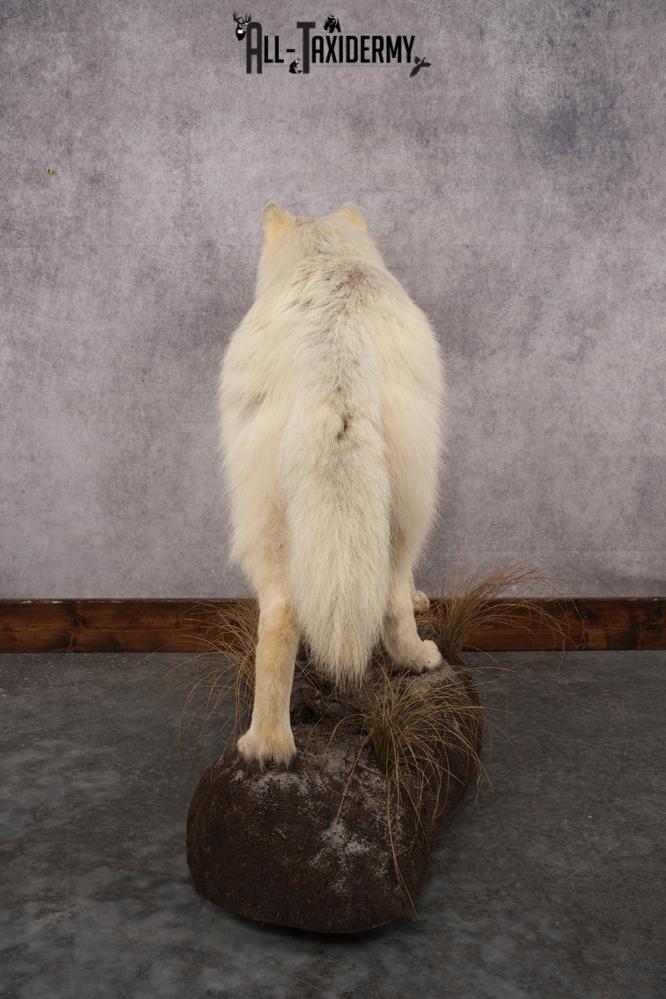 White Arctic Wolf SKU 2987 - Image 9