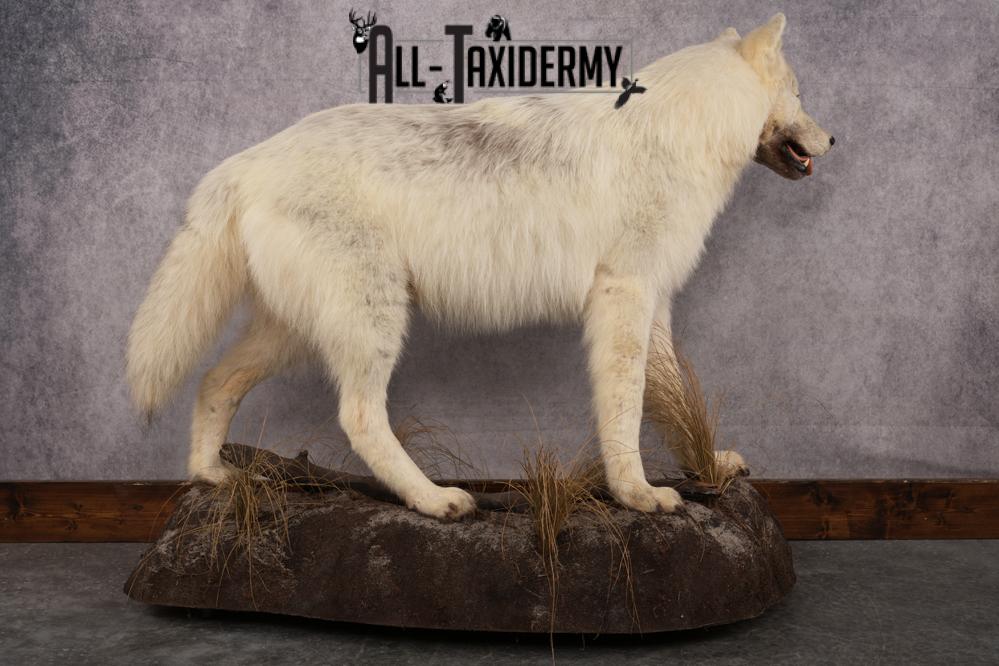 White Arctic Wolf SKU 2987 - Image 8